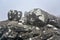 Large boulders covered with lichen spots on foggy morning. Typical scenery during trek to Pic Boby akaÂ Imarivolanitra in